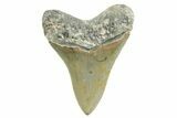 Serrated, Fossil Megalodon Tooth - North Carolina #367918-2